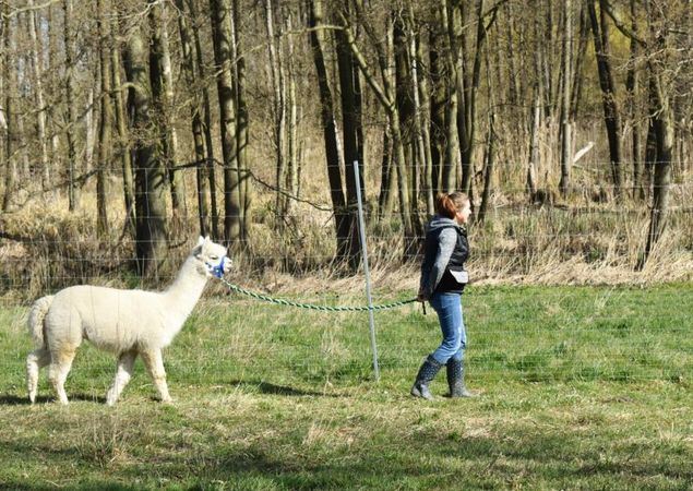 Alpakawanderung, Foto: Tiny Alpaca Town
