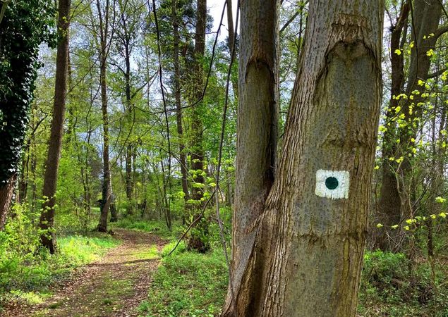 Wegmarkierung: Grüner Punkt auf weißem Hintergrund in quadratischer Form, Foto: Jörg Bartz, Lizenz: TV Ruppiner Seenland e.V. Wegmarkierung: Grüner Punkt auf weißem Hintergrund in quadratischer Form, Foto: Jörg Bartz, Lizenz: TV Ruppiner Seenland e.V.