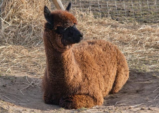 Mon Bijou - Zuchtstute, Foto: Tiny Alpaca Town GbR, Lizenz: Jennifer Draba-Quell