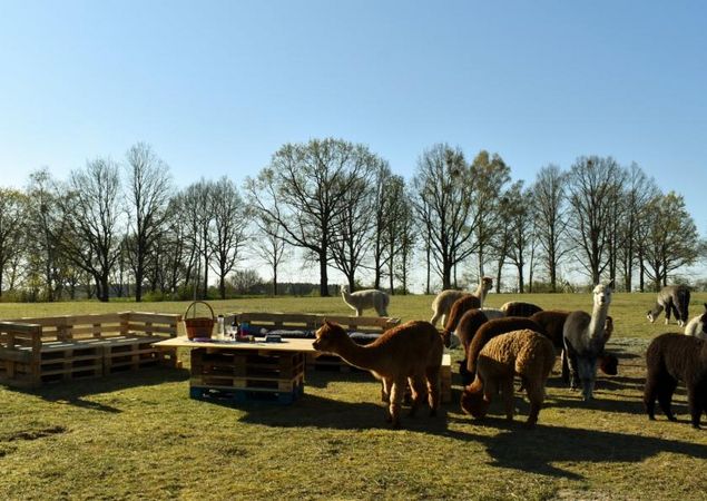 Picknick zwischen Alpakas, Foto: Tiny Alpaca Town GbR, Lizenz: Jennifer Draba-Quell