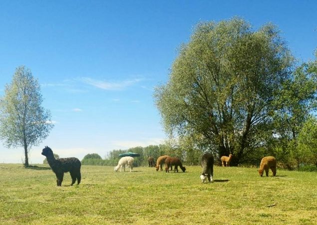 Tiny Alpaca Town , Foto: Jennifer Draba-Quell, Lizenz: Jennifer Draba-Quell