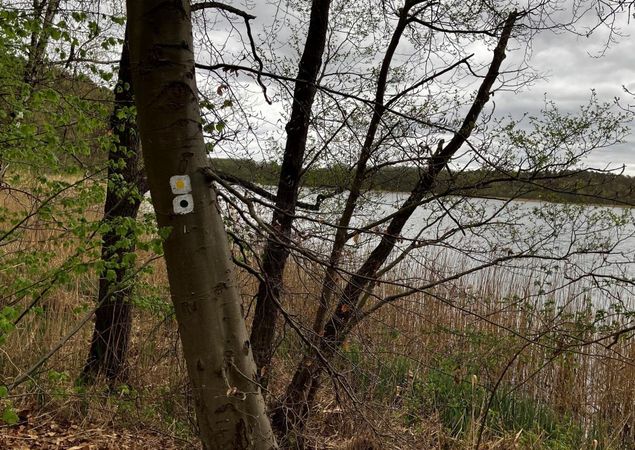 Wegmarkierungen der Wanderstrecke, Foto: Jörg Bartz, Lizenz: TV Ruppiner Seenland e.V.