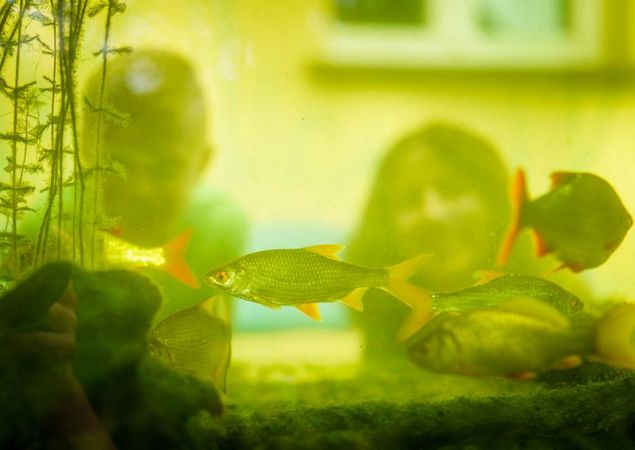 Aquarium im NaturParkHaus Stechlin in Menz, Foto: André Wirsig, Lizenz: REGiO-Nord mbH