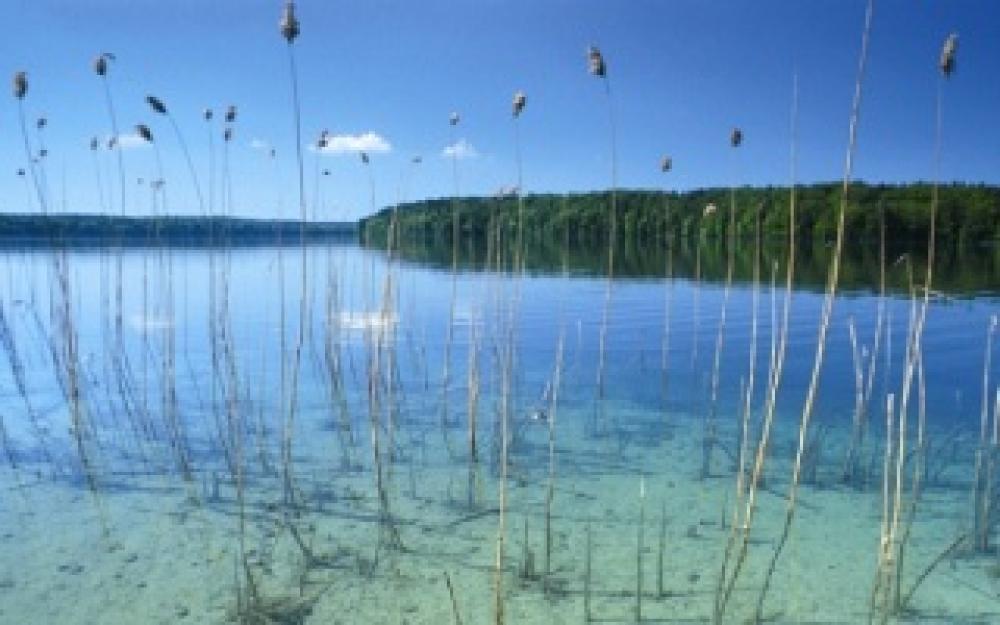 Stechlinsee - Schilfgürtel, Foto: Tourismusverein Fürstenberger Seenland e.V. Stechlinsee - Schilfgürtel, Foto: Tourismusverein Fürstenberger Seenland e.V.