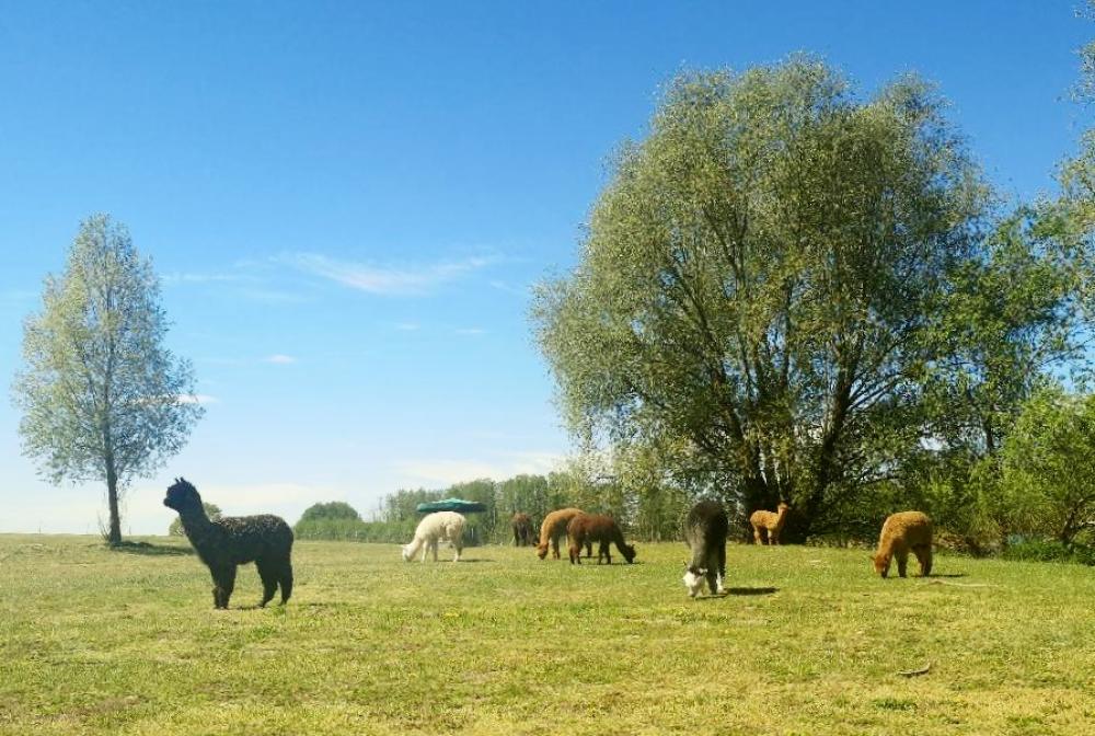 Tiny Alpaca Town Farm