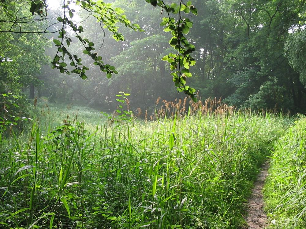 Ostufer vom Baalensee , Foto: Stadt Fürstenberg/Havel, Lizenz: Stadt Fürstenberg/Havel