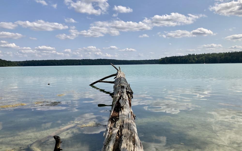 Baumstamm ragt in den Stechlinsee, Foto: Itta Olaj, Lizenz: Tourismusverband Ruppiner Seenland e. V. Baumstamm ragt in den Stechlinsee, Foto: Itta Olaj, Lizenz: Tourismusverband Ruppiner Seenland e. V.