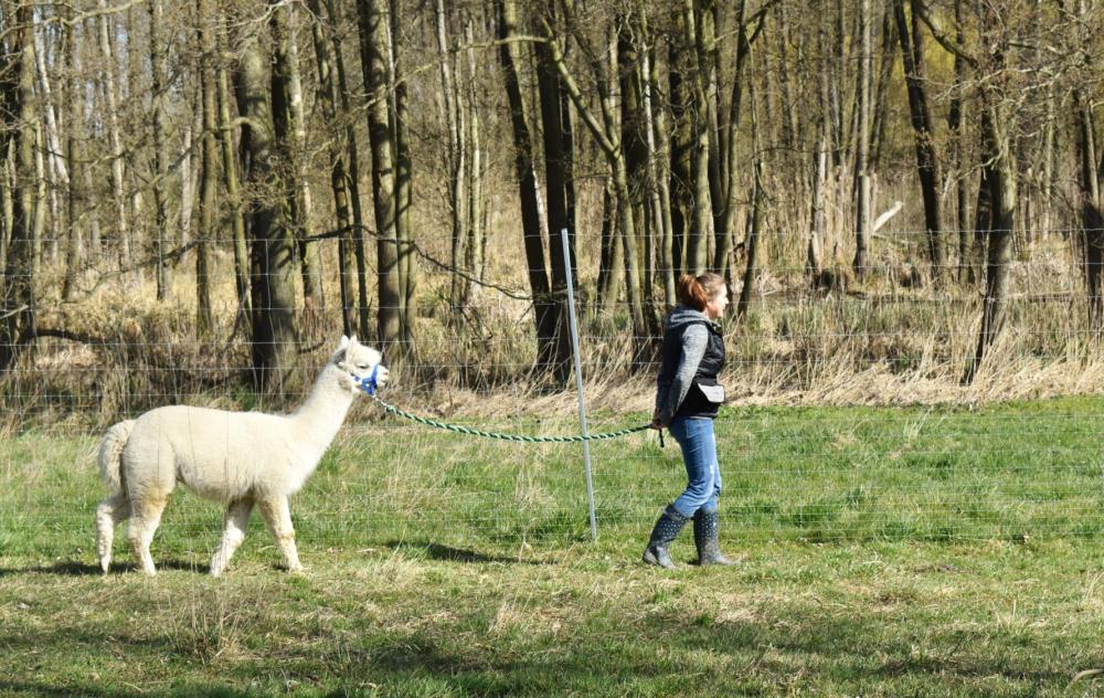 Alpakawanderung, Foto: Tiny Alpaca Town , Lizenz: Tiny Alpaca Town Alpakawanderung, Foto: Tiny Alpaca Town , Lizenz: Tiny Alpaca Town